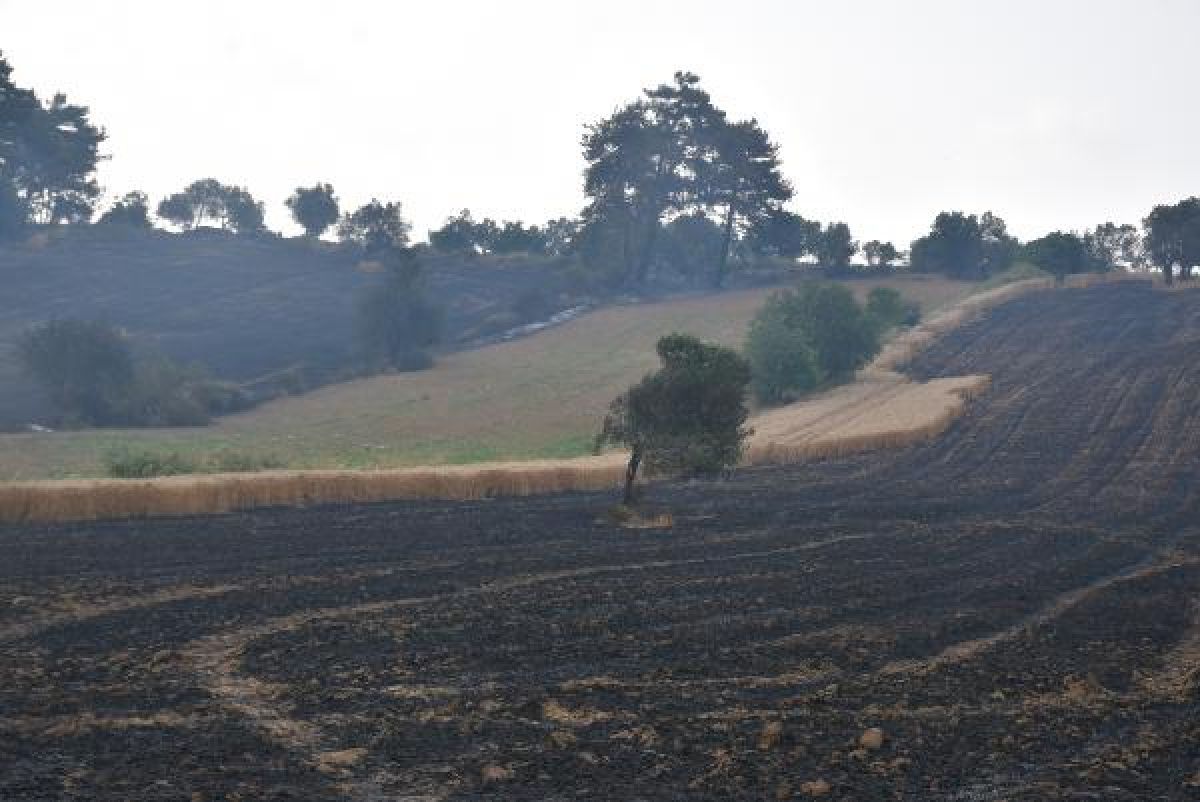 Gelibolu'da tarlaları yanan köylülerin üzüntüsü #11