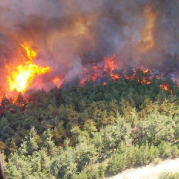 Gelibolu Yarımadası'nda orman yangını #1