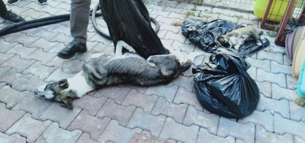 Antalya'da barınakta birçok ölü köpek bulundu