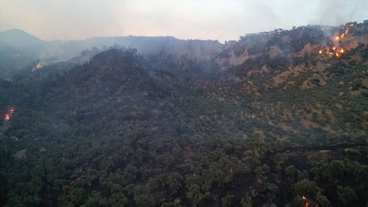 Aydın'da ağaçlık arazide yangın çıktı #1