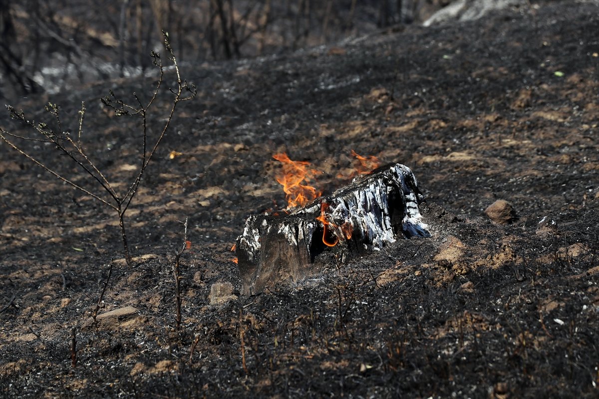 Aydın'da ağaçlık arazide yangın çıktı #4