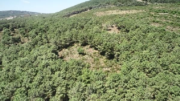 Aydos Ormanı nda drone ile mangal denetimi #1
