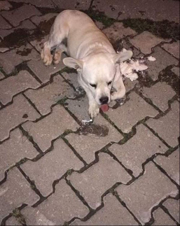 Balıkesir'de bir mahallede sokak köpekleri zehirlendi