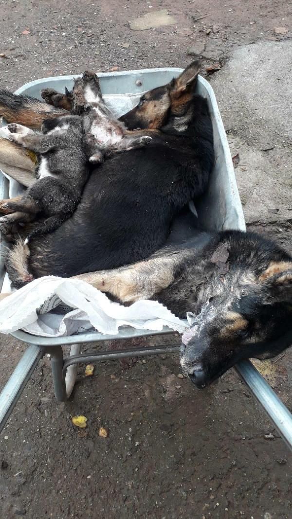 Bartın'da 6 köpek ölü bulundu -1