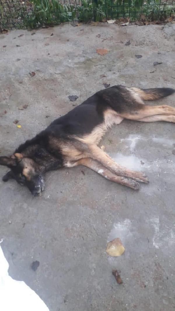 Bartın'da 6 köpek ölü bulundu -5