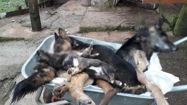 Bartın'da 6 köpek ölü bulundu -6
