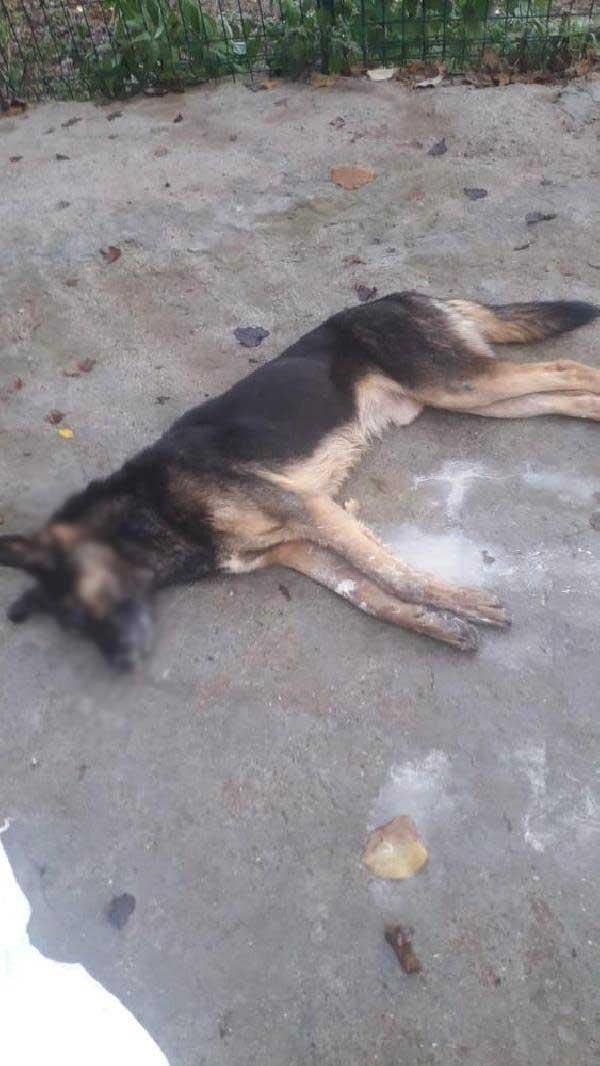 Bartın'da 6 köpek ölü bulundu -8