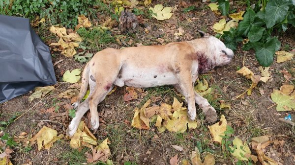 Bursa'da lise bahçesinde boğazı kesilmiş köpek bulundu