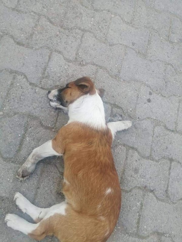 Çanakkale'de 20 köpek zehirlendi