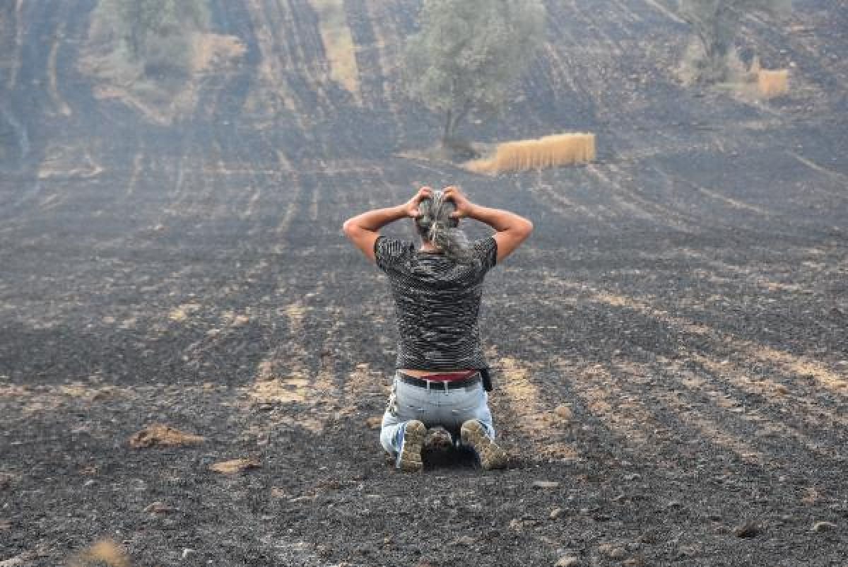 Gelibolu'da tarlaları yanan köylülerin üzüntüsü #2