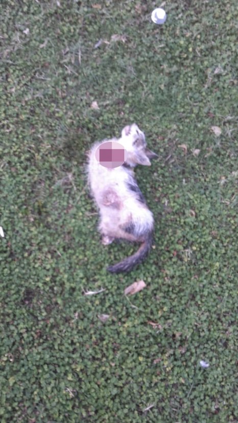 Hatay'da 4 bacağı kesilmiş ölü kedi bulundu