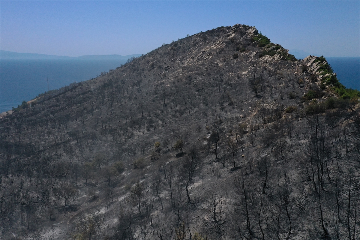 İzmir'deki orman yangınından geriye kalan #4