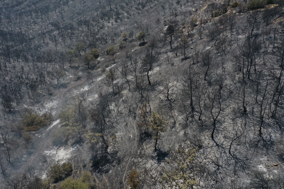 İzmir'deki orman yangınından geriye kalan #5
