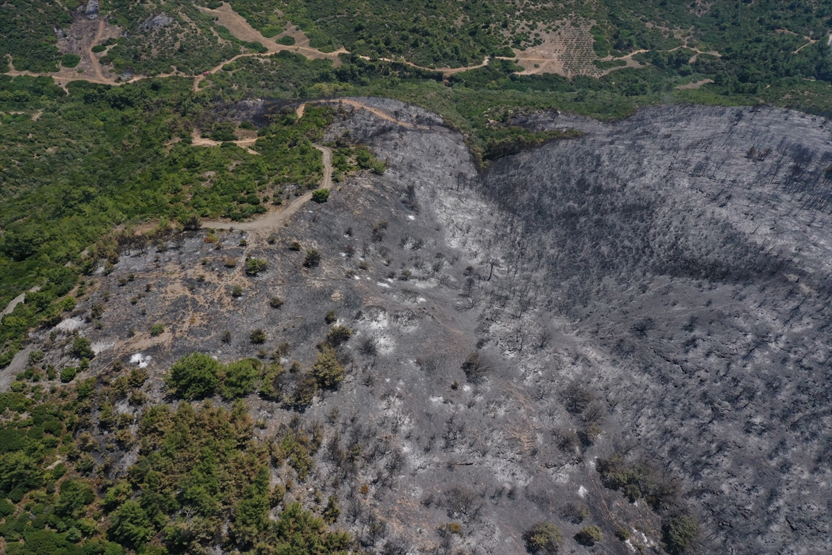 İzmir'deki orman yangınından geriye kalan #9
