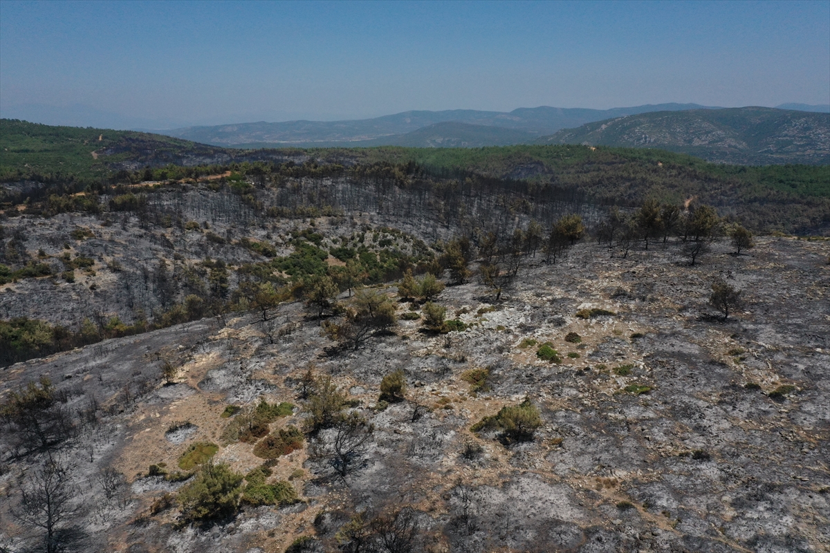İzmir'deki orman yangınından geriye kalan #13