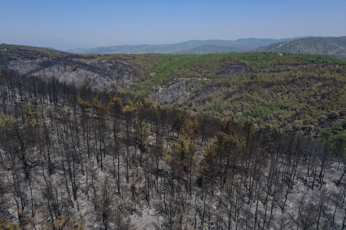 İzmir'deki orman yangınından geriye kalan #14
