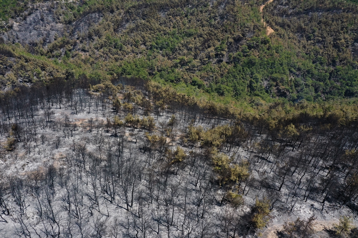 İzmir'deki orman yangınından geriye kalan #16