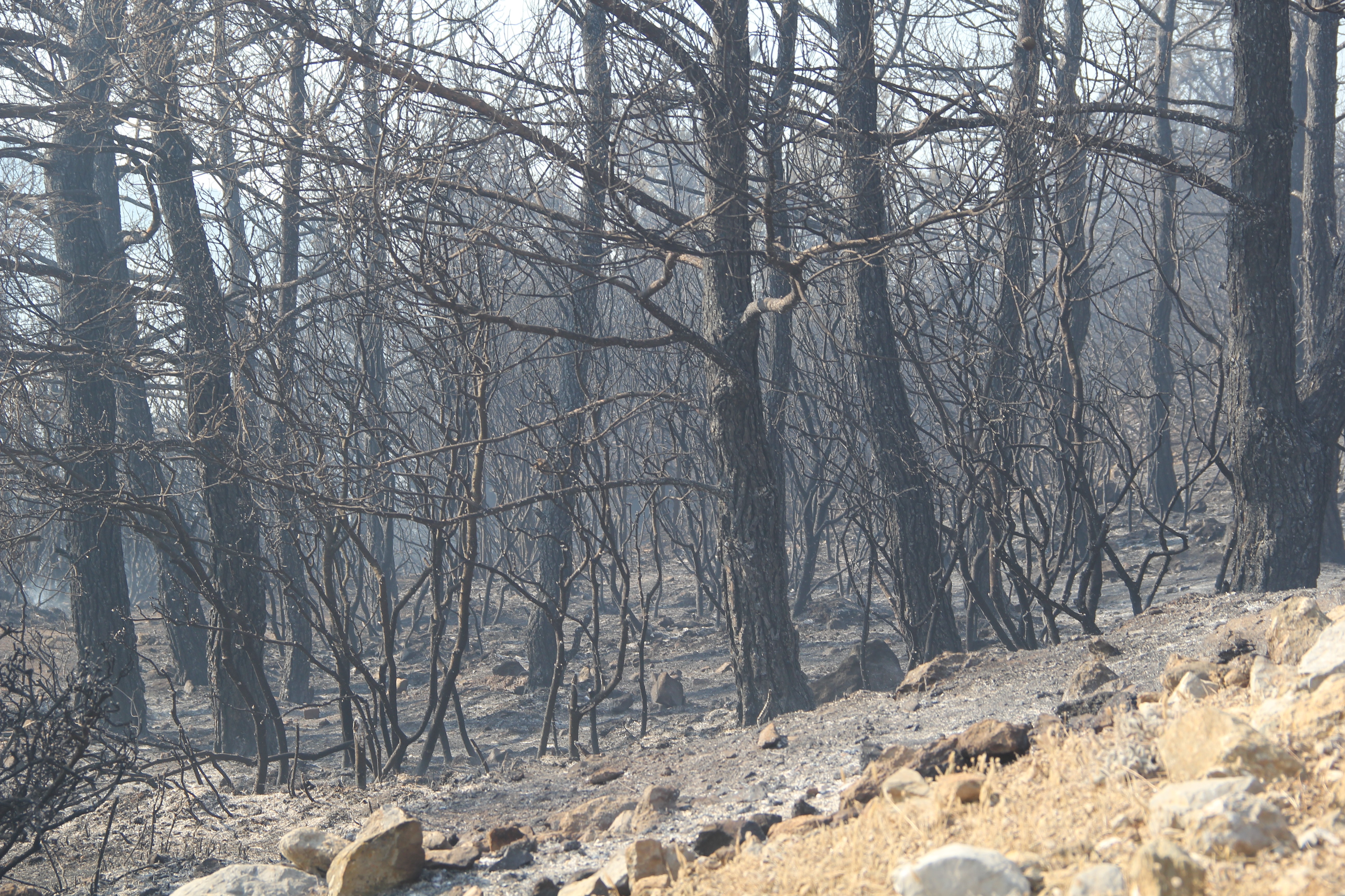 İzmir Menderes teki orman yangınının şüphelisi tutuklandı #3