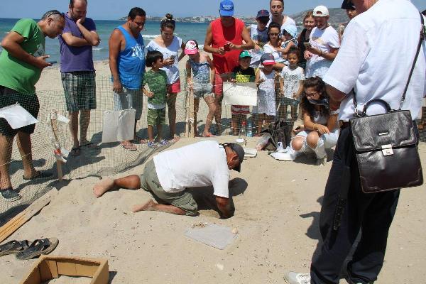 Kuşadası'nda 43 yavru carreta caretta denizle buluştu