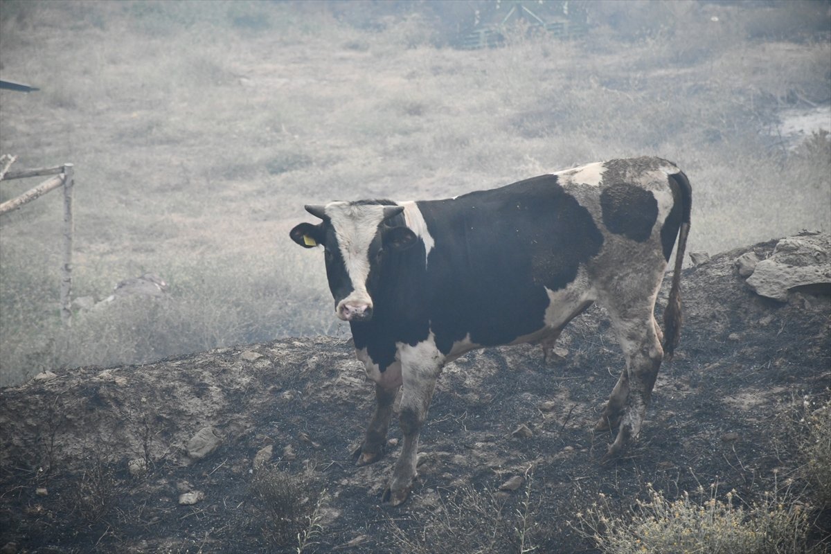 Manisa'da orman yangını yerleşimlere ulaştı #5