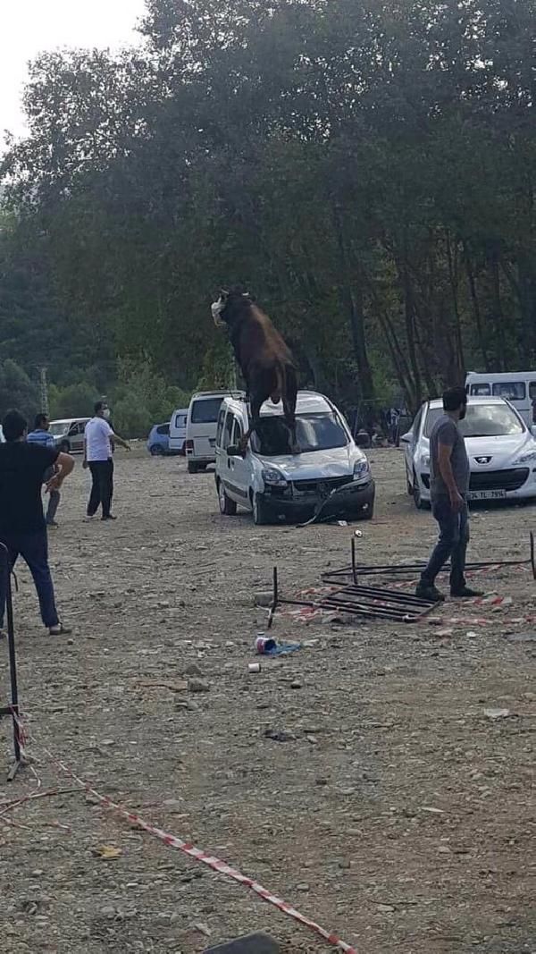 Samsun'da kurbanlık boğa, aracın üstüne çıktı #1
