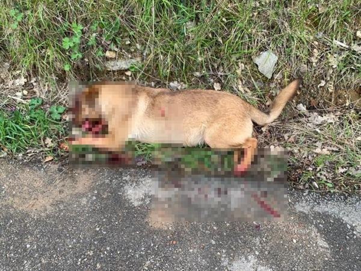 Sokak köpeklerine silahla ateş açtı, birini öldürdü
