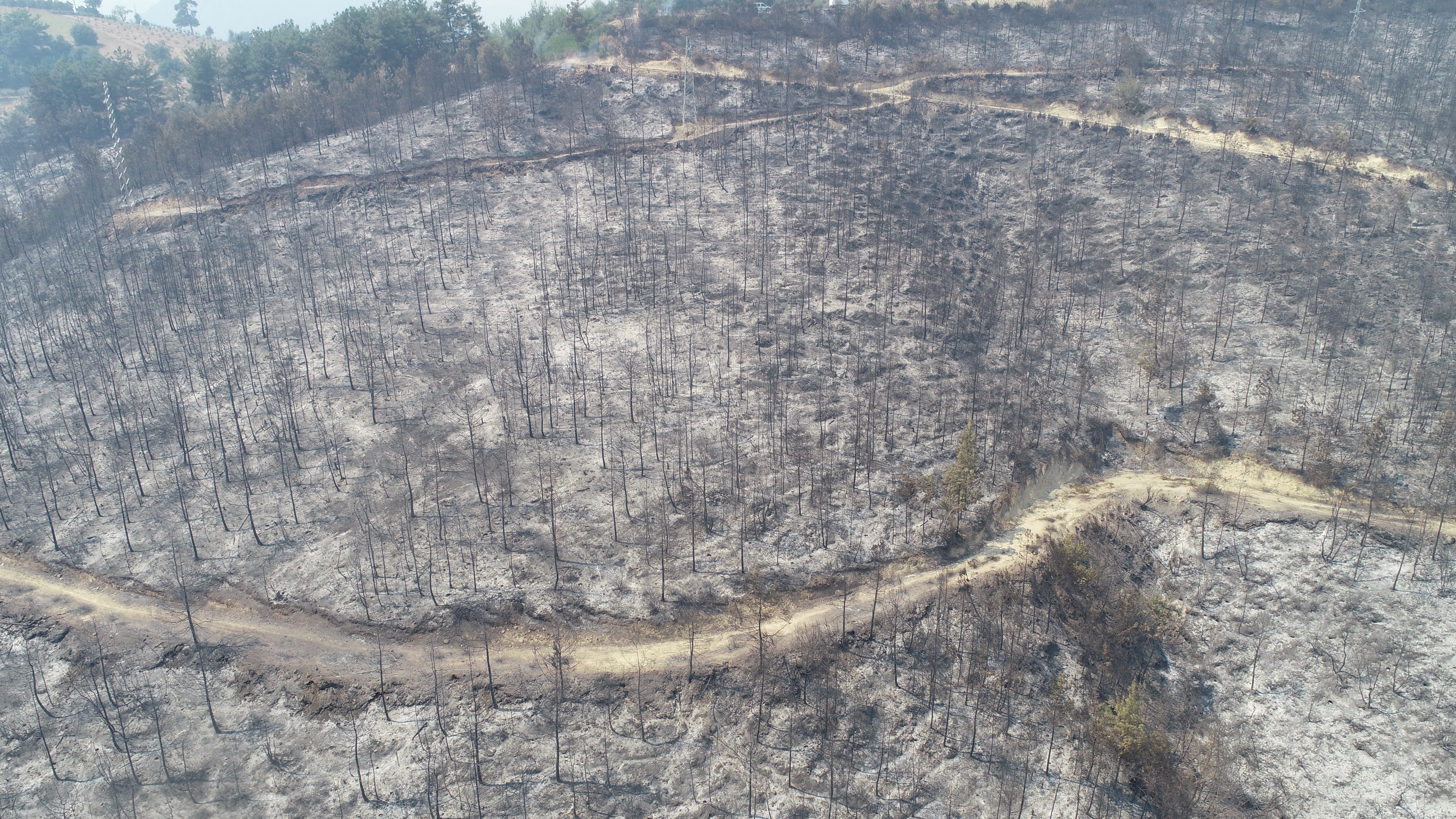Tarım ve Orman Bakanı Bekir Pakdemirli: Yangın kasıtlı çıkarılmış olabilir #3